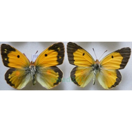 Colias croceus (Geoffroy, 1785) pair Szlaczkoń sylwetnik Croatia11f